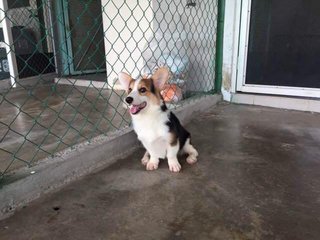 Corgi- Important  From Taiwan - Corgi Dog