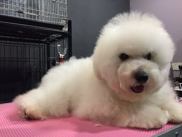  Toy Poodle - Direct Import Taiwan  - Poodle Dog