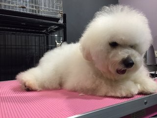  Toy Poodle - Direct Import Taiwan  - Poodle Dog