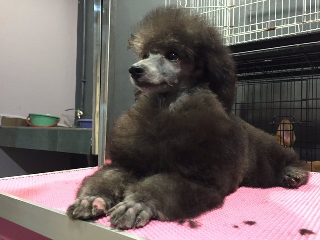  Toy Poodle - Silver And Grey Color - Poodle Dog