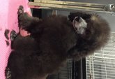  Toy Poodle - Silver And Grey Color - Poodle Dog