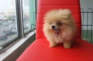 Pomeranian 博美 - Pomeranian Dog