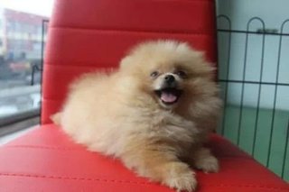 Pomeranian 博美 - Pomeranian Dog