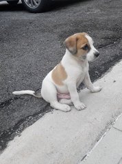 Barney - Labrador Retriever Mix Dog