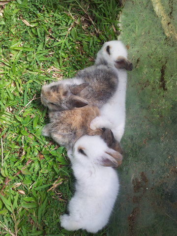 4 Rabbit - Dwarf + Mini Rex Rabbit
