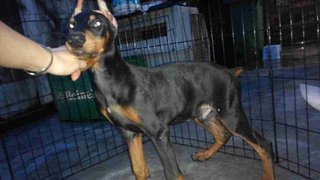 Doberman - Doberman Pinscher Dog