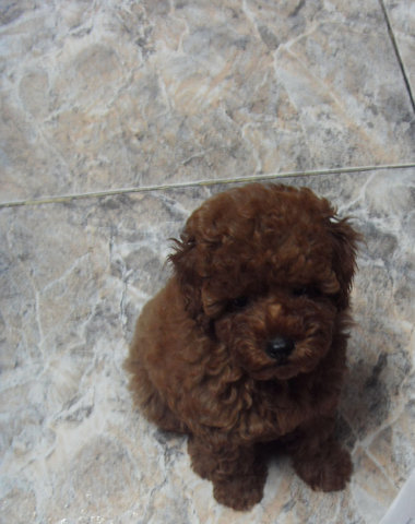 Toy Poodle Puppies - Poodle Dog