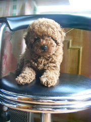 Toy Poodle Puppies - Poodle Dog