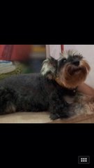 Qq - Schnauzer Dog