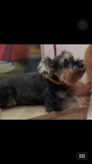 Qq - Schnauzer Dog