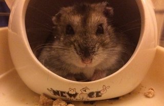 Homa - Short Dwarf Hamster Hamster