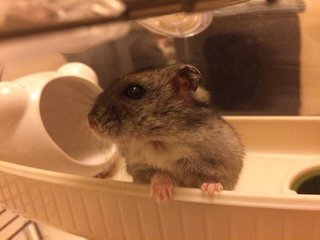 Homa - Short Dwarf Hamster Hamster