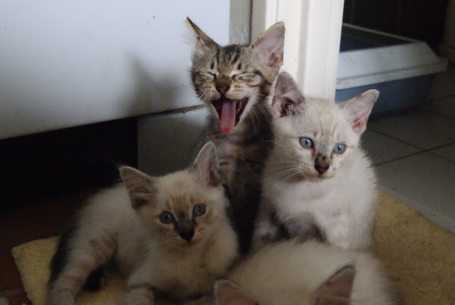 Pillow And 4 Kittens  - Burmilla + Domestic Long Hair Cat