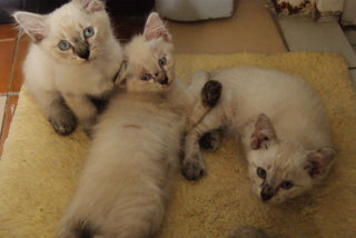 Pillow And 4 Kittens  - Burmilla + Domestic Long Hair Cat