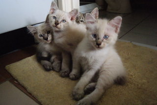 Pillow And 4 Kittens  - Burmilla + Domestic Long Hair Cat