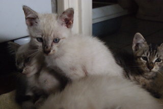 Pillow And 4 Kittens  - Burmilla + Domestic Long Hair Cat