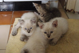 Pillow And 4 Kittens  - Burmilla + Domestic Long Hair Cat