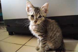 Pillow And 4 Kittens  - Burmilla + Domestic Long Hair Cat