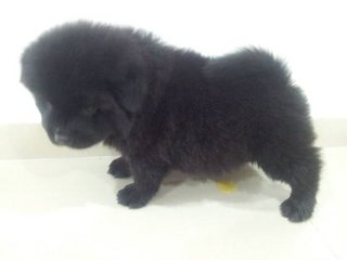 Choco - Chow Chow Dog