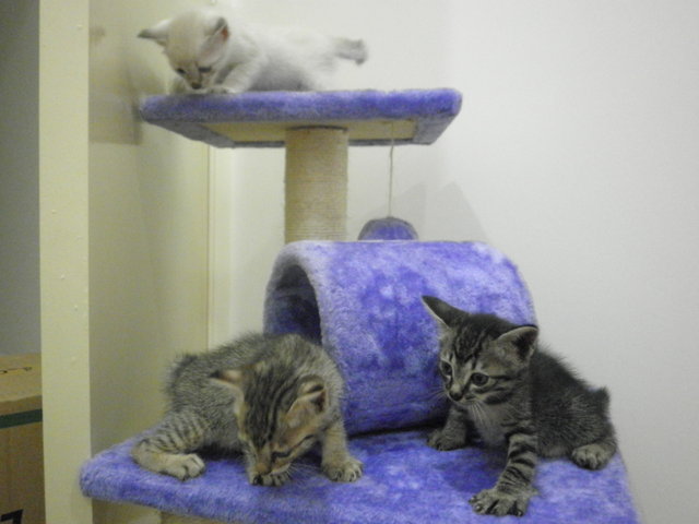 4 Little Kitties - Domestic Short Hair Cat