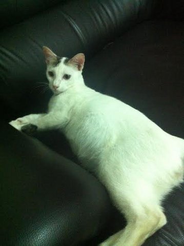 Casper - Oriental Short Hair Cat