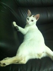 Casper - Oriental Short Hair Cat