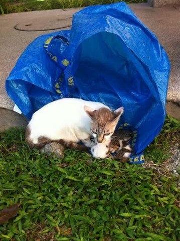 Mama And Kittens - Oriental Short Hair Cat