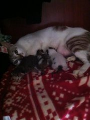 Mama And Kittens - Oriental Short Hair Cat