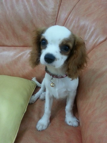 Tiantian - Cavalier King Charles Spaniel + Chihuahua Dog