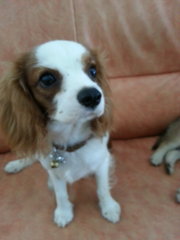 Tiantian - Cavalier King Charles Spaniel + Chihuahua Dog