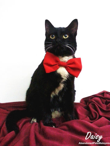 Daisy (Read Description) - Tuxedo + Domestic Medium Hair Cat