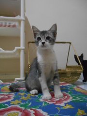 Baby Ciel - Domestic Short Hair Cat