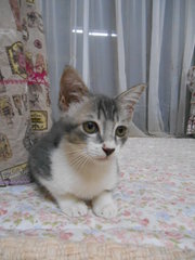 Baby Ciel - Domestic Short Hair Cat