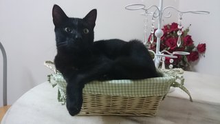 Sebastian - Domestic Short Hair Cat