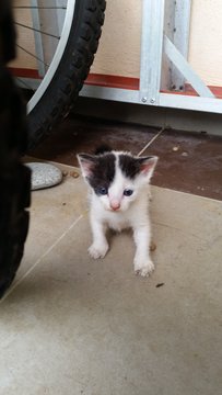  Baby White And Black - Domestic Medium Hair Cat