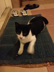 Batgirl Urgently Seeking A Home! - Domestic Short Hair Cat