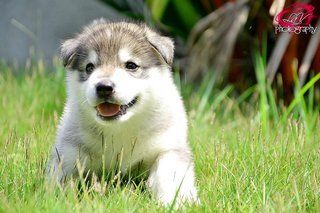 Siberian Husky For Sale!! - Siberian Husky Dog