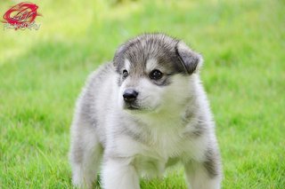 Siberian Husky For Sale!! - Siberian Husky Dog