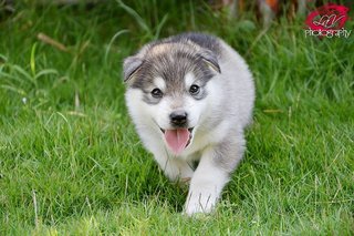 Siberian Husky For Sale!! - Siberian Husky Dog