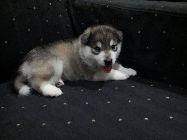 Siberian Husky For Sale!! - Siberian Husky Dog