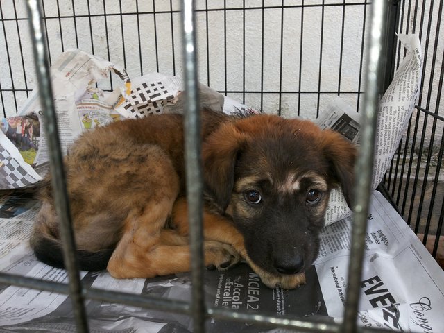 Choco Pop - Shepherd Mix Dog