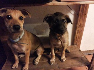 This is a picture of Choco Pop with his best friend, Little Boe. They're always seen together