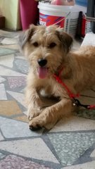 Sandy - Terrier Mix Dog