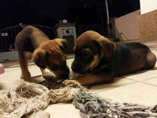 Boe and Poo, her brother, were always playing, fighting and chasing each other around the compound