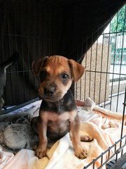 The cutie pie Little Boe always sought refuge in her little home