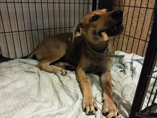 Little Boe at her best, chewing on rawhide