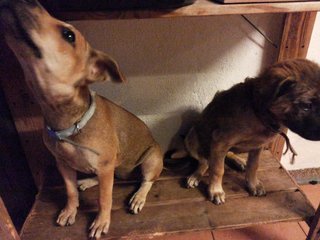 The BFFs at their favourite spot, the lowest tier of a wooden shelf