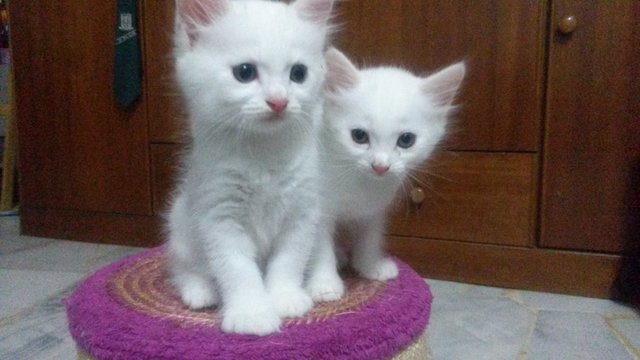 Mickey &amp; Minie - Domestic Long Hair Cat