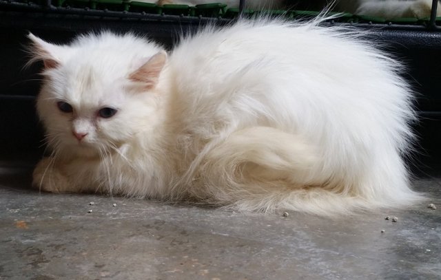 PF62985 - Persian Cat