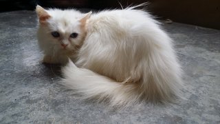 PF62985 - Persian Cat